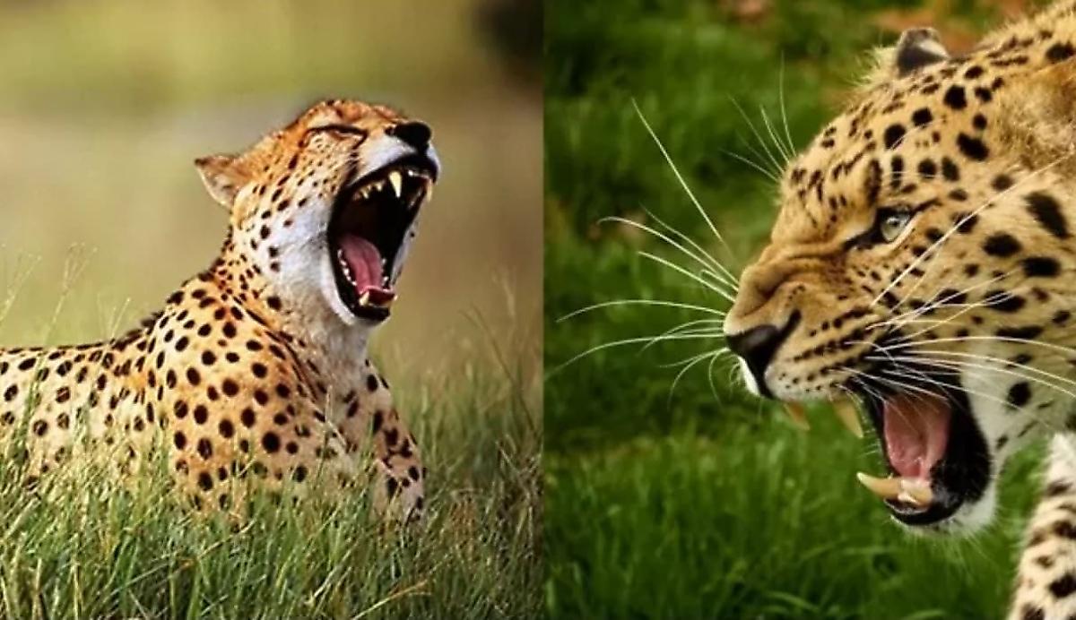 Самка гепарда тщетно пыталась спасти детёныша, пойманного леопардом в ЮАР