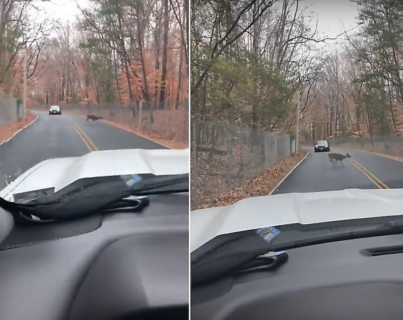 Штурмующие ограду олени попали на видео на автотрассе в США