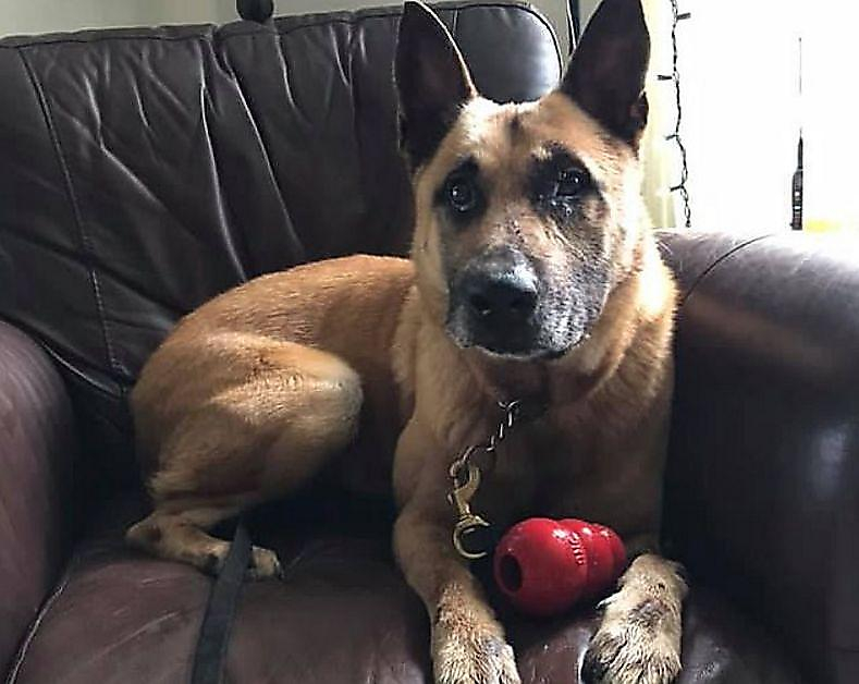 Служебный пёс, преследовавший преступника, столкнулся с дикобразом в Орегоне