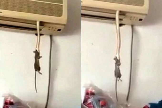 Змея, появившаяся из кондиционера и схватившая крысу, шокировала жителей китайской высотки (Видео)