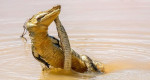 Схватку крокодила и гадюки снял фотограф в национальном парке Шри - Ланки 1