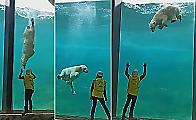 Белый медведь устроил забавный заплыв, увидев работника зоопарка в Бельгии