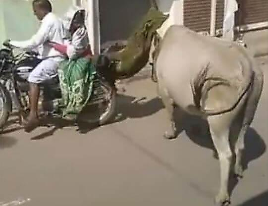 Бык рогами снял лишнего пассажира с мотоцикла в Индии (Видео)
