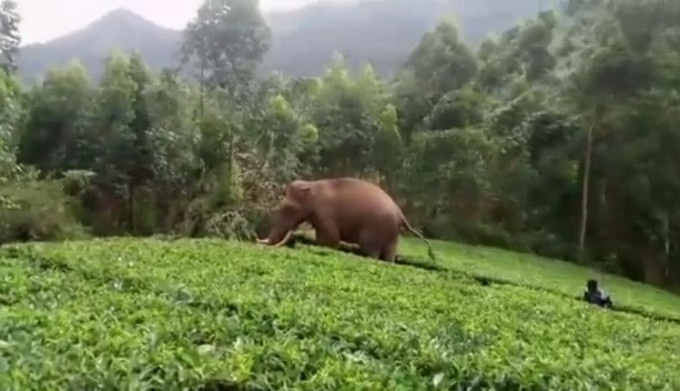 Дикий слон, погнавшийся за индийцем, растянулся на чайной плантации (Видео)