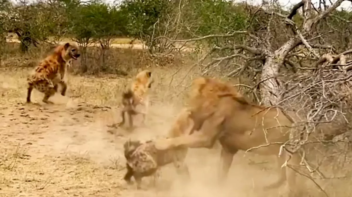Гиены напали на льва и отбили своего сородича в Кении - видео