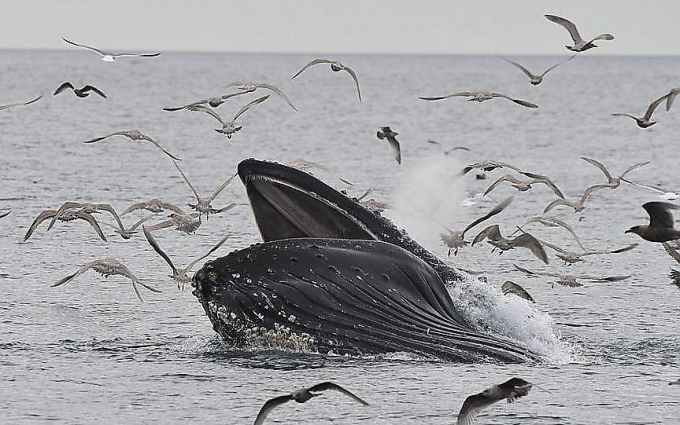 Горбатый кит вместе со стаей рыб заглотил голодных чаек у побережья Канады