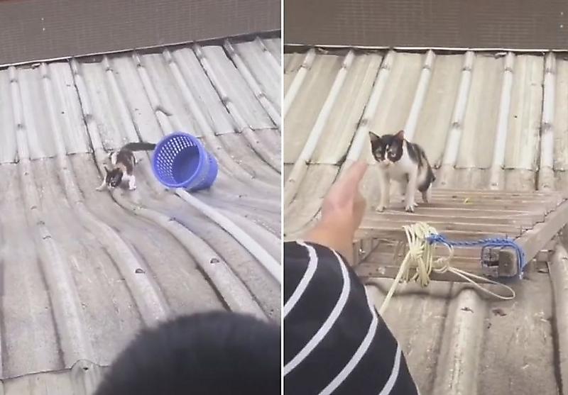 Хозяин кошки, используя подручные средства, снял со скользкой крыши своего питомца ▶