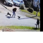 Кошка напала на собаку и её хозяина в Британии ▶
