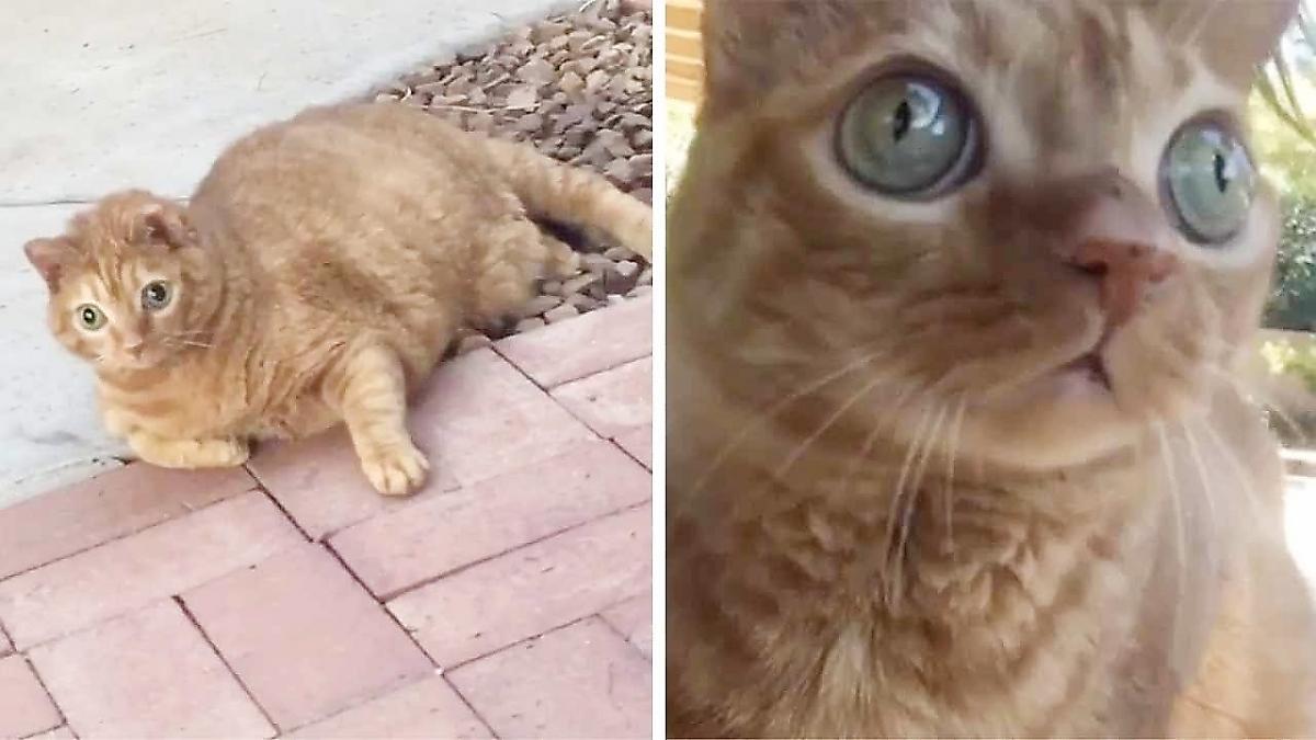 Кошка с огромными глазищами стала знаменитостью в интернете ▶