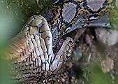 Кровожадная кобра пообедала питоном на глазах у туристов в Сингапуре 11
