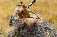 Леопард на лету поймал антилопу в африканском парке (Видео) 1