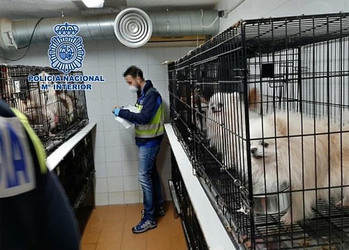 Полицейские спасли 270 собак, обнаруженных в нелегальном «инкубаторе» в Испании