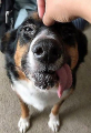 Глухой пёс, потерявший способность прятать язык, стал знаменитым в сети 7