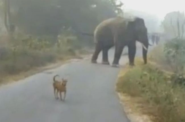 Смелый пёс вынудил слона покинуть деревню в Индии (Видео)