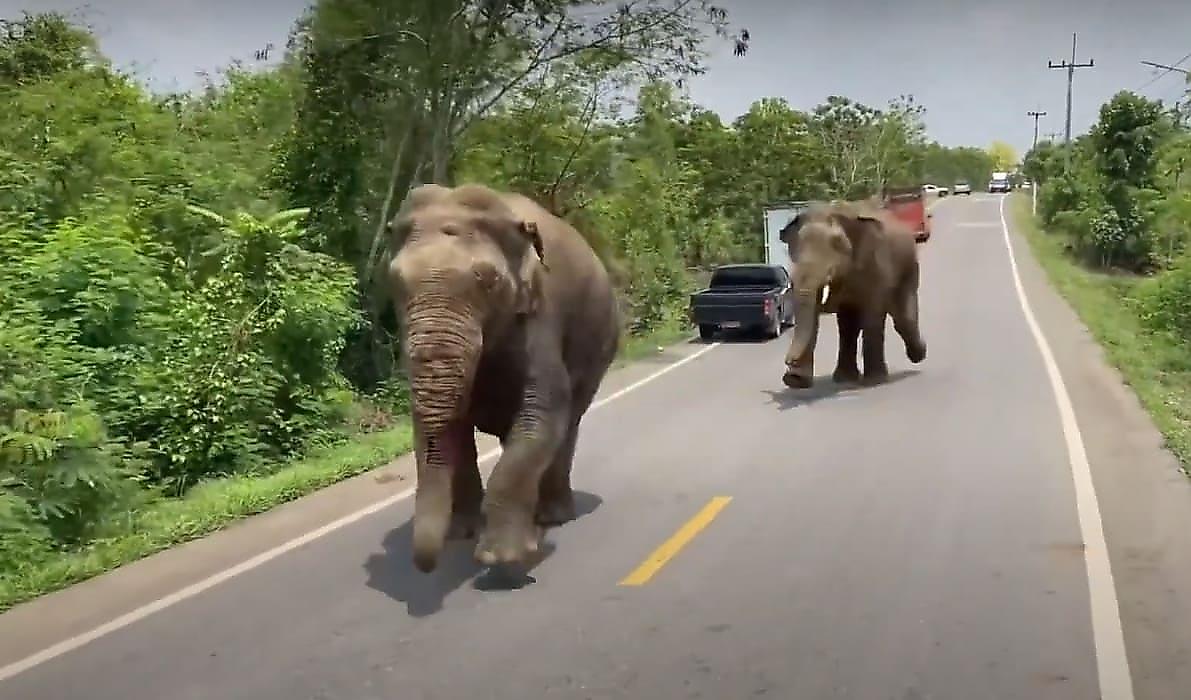 Драчливые слоны перегородили дорогу и устроили погоню в Тайланде
