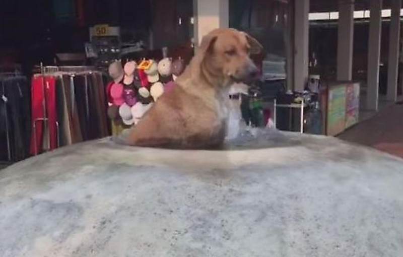 Дворовый пёс, спасаясь от жары, перекрыл фонтан на тайской улице