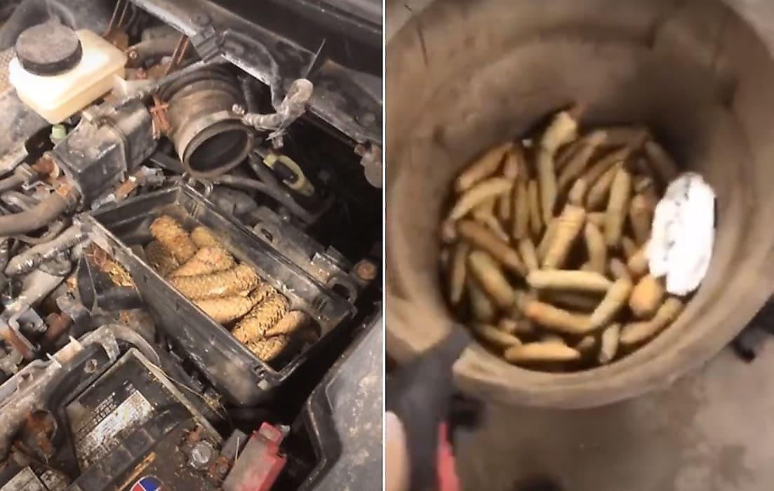 Канадский автомобилист обнаружил целое ведро с шишками под капотом своего автомобиля