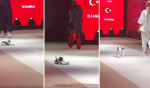 Кошка отвлекла внимание от манекенщиц на показе мод в Турции (Видео)
