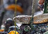 Кровожадная кобра пообедала питоном на глазах у туристов в Сингапуре 10