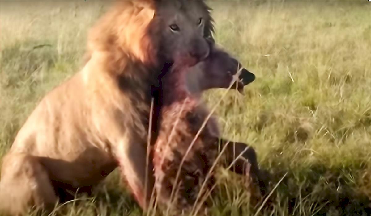 Лев, поймавший детёныша гиены, вынужден был защищаться от его сородичей в Кении