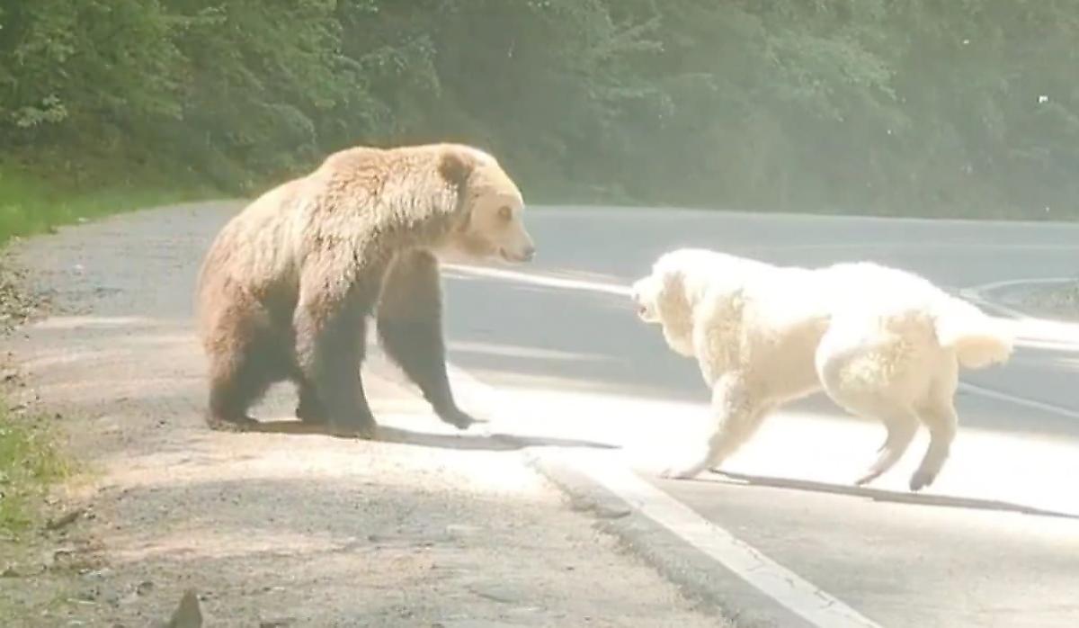 Медведь «деликатно» избежал противостояния с алабаем и пожалел его хозяина в Румынии