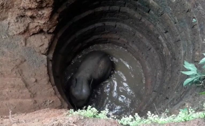 После 12-часового заточения, слонёнка освободили из глубокой скважины в Индии (Видео)
