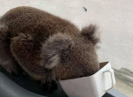 Пожарный спас детёныша коалы и забрал его из объятого пламенем леса в Австралии 3