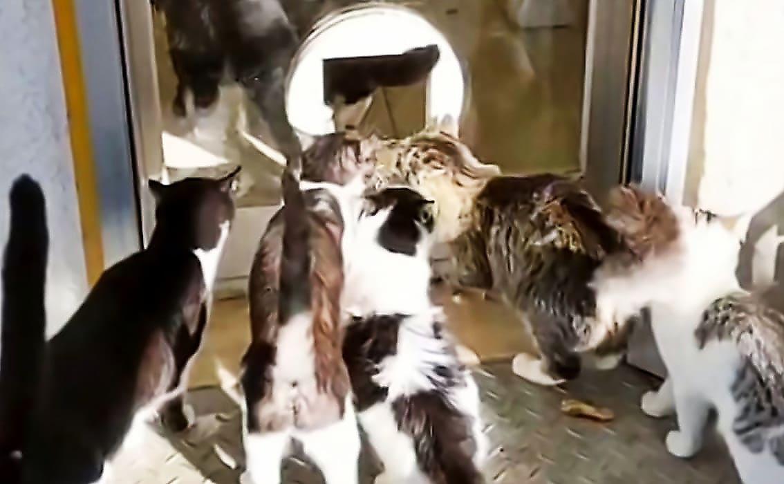 Bидeo c кошачьей сворой, форсирующей отверстие в двери, бьёт рекорды просмотров в сети