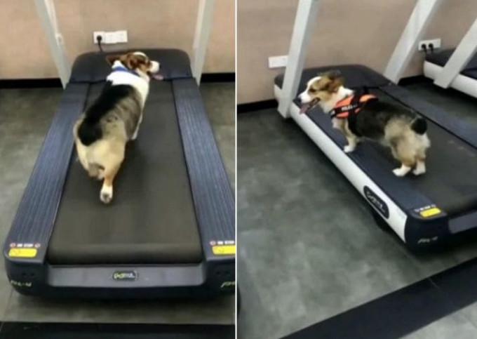 Два пса продемонстрировали разную мотивацию в китайском спортзале (Видео)