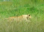 Львица застала врасплох газель в заповеднике Кении
