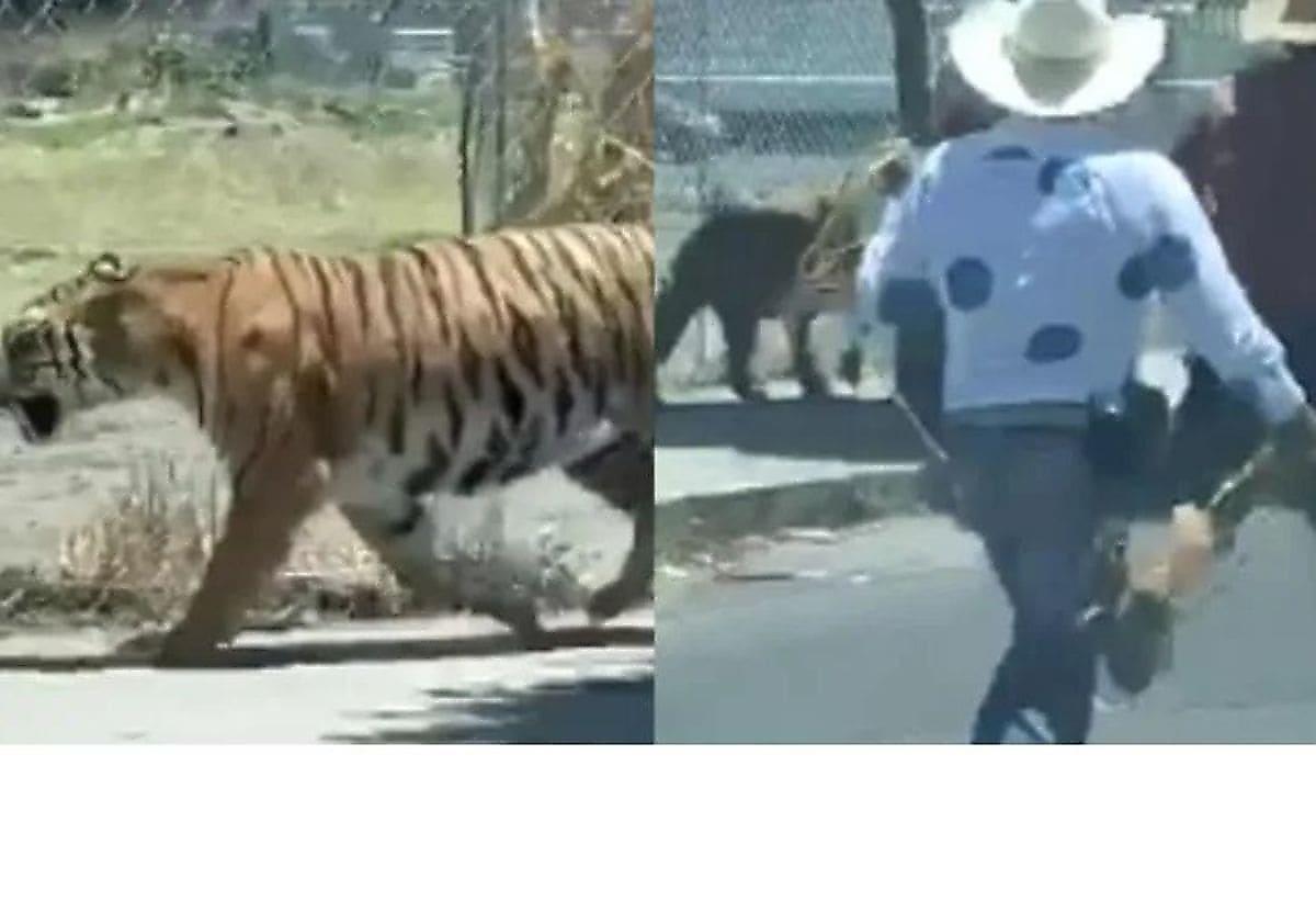 Мексиканец при помощи лассо поймал сбежавшего тигра