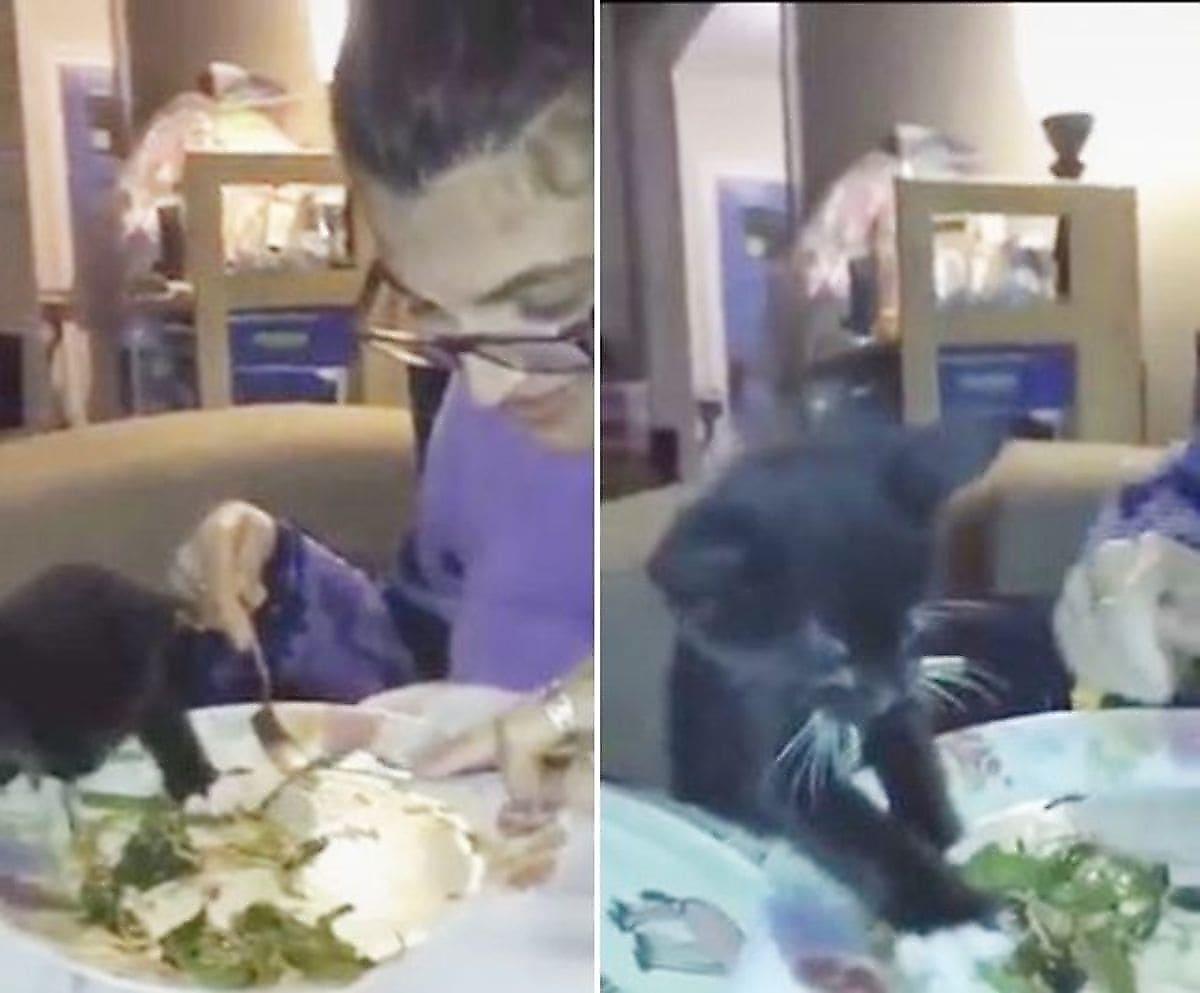 Наглый котёнок «навёл порядок» в тарелке у своей хозяйки