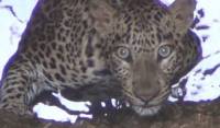 Операция спасения леопарда и мангуста, провалившихся в колодец, была проведена в Индии