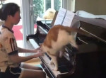 Кошка прыгнула на пианино и решительно прервала музицирование своей хозяйки - видео
