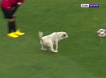 Пёс стащил мяч и прервал футбольный матч в Турции