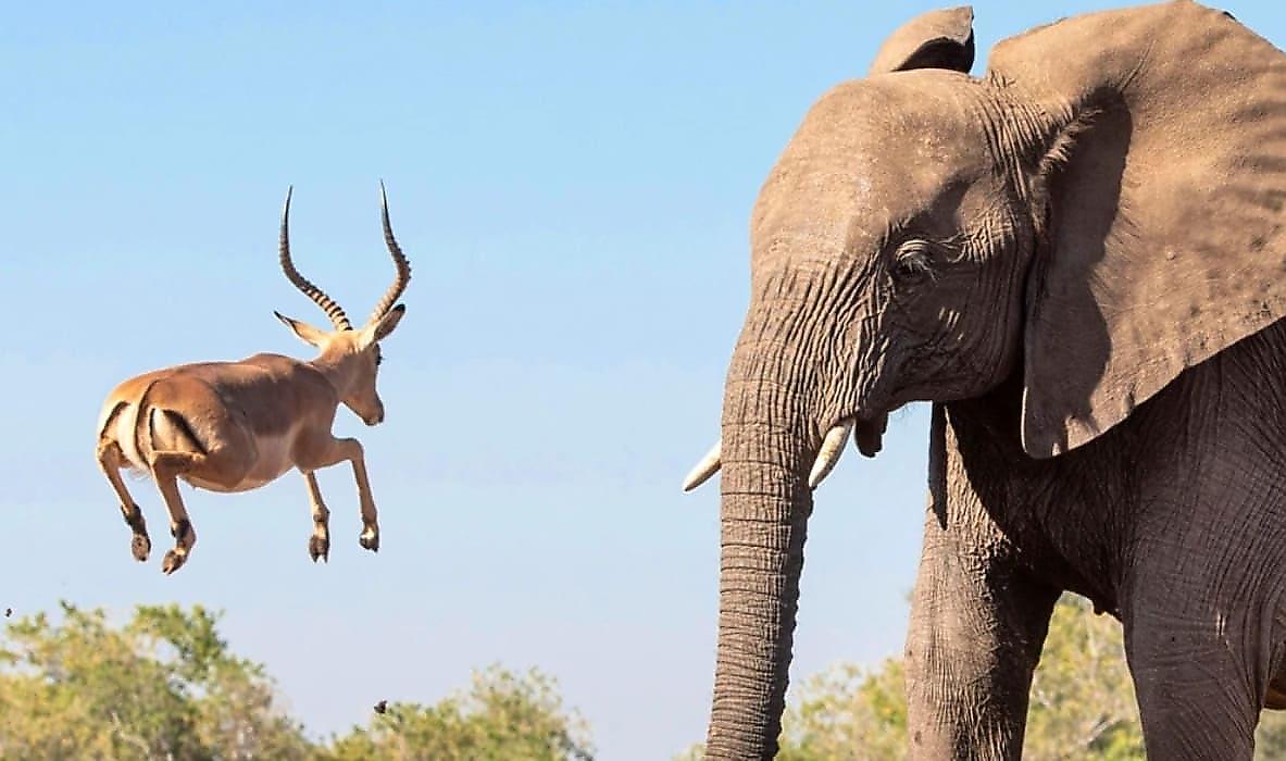 Слон напугал антилопу, которая взмыла в воздух на глазах у туристки