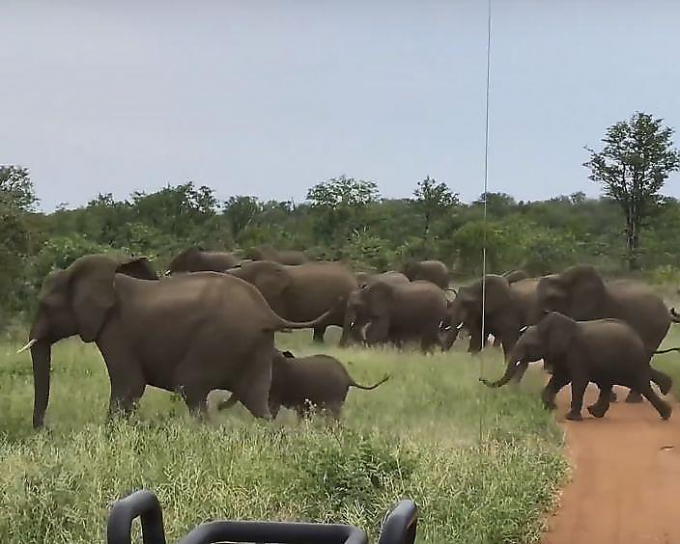 Слоны прогнали туристов со своей территории ▶