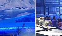 Театрализованная драма с участием собак и актёров, поразила воображение зрителей в Китае ▶