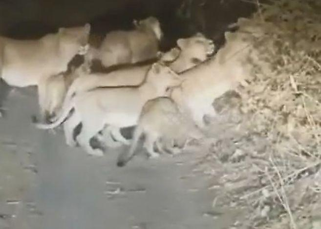 Водителя, преследовавшего львиц с многочисленным потомством, объявили в розыск в Индии ▶