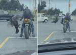 Боевой индюк подкараулил мотоциклиста на середине дороги ▶