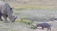 Детёныш бегемота отстоял у носорога свой водоём в ЮАР (Видео) 1