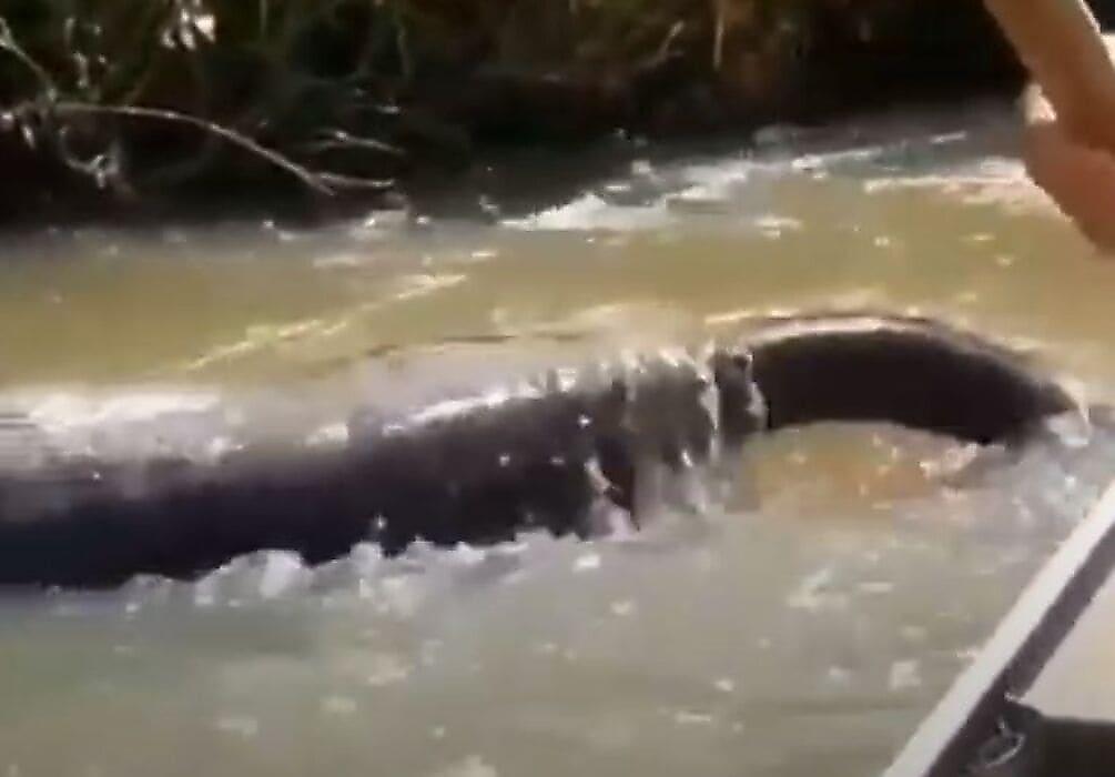 Гигантская анаконда пообедала и не смогла погрузиться в реку, чем напугала туристов в Бразилии