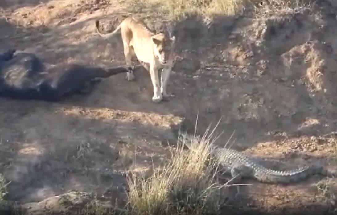 Львица и крокодил не поделили тушу буйвола в африканском заповеднике