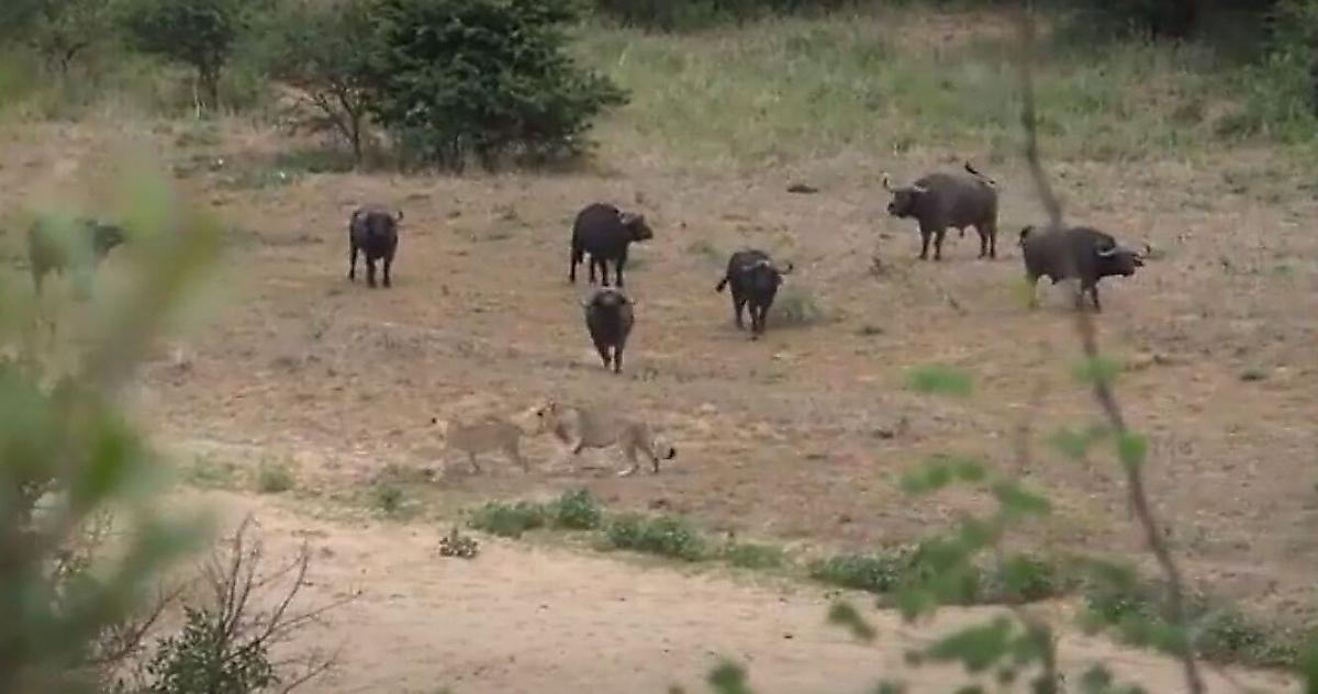 Львы и буйволы погонялись друг за другом на забаву туристам
