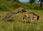 Самка леопарда, подкравшись к детёнышу антилопы, долго не решалась напасть на добычу и попала на видео в Африке