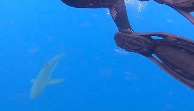 Стая дельфинов отбила дайверов у акулы возле побережья вулканического острова (Видео)