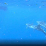 Стая дельфинов отбила дайверов у акулы возле побережья вулканического острова (Видео)