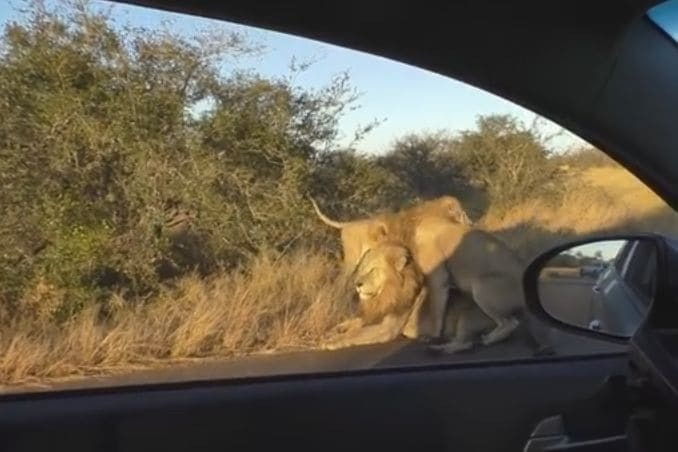 Туристы запечатлели акт доминирования между двумя львами в африканском заповеднике (Видео)