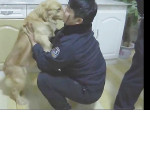 Верный пёс привёл полицейских к находящемуся в розыске хозяину ▶