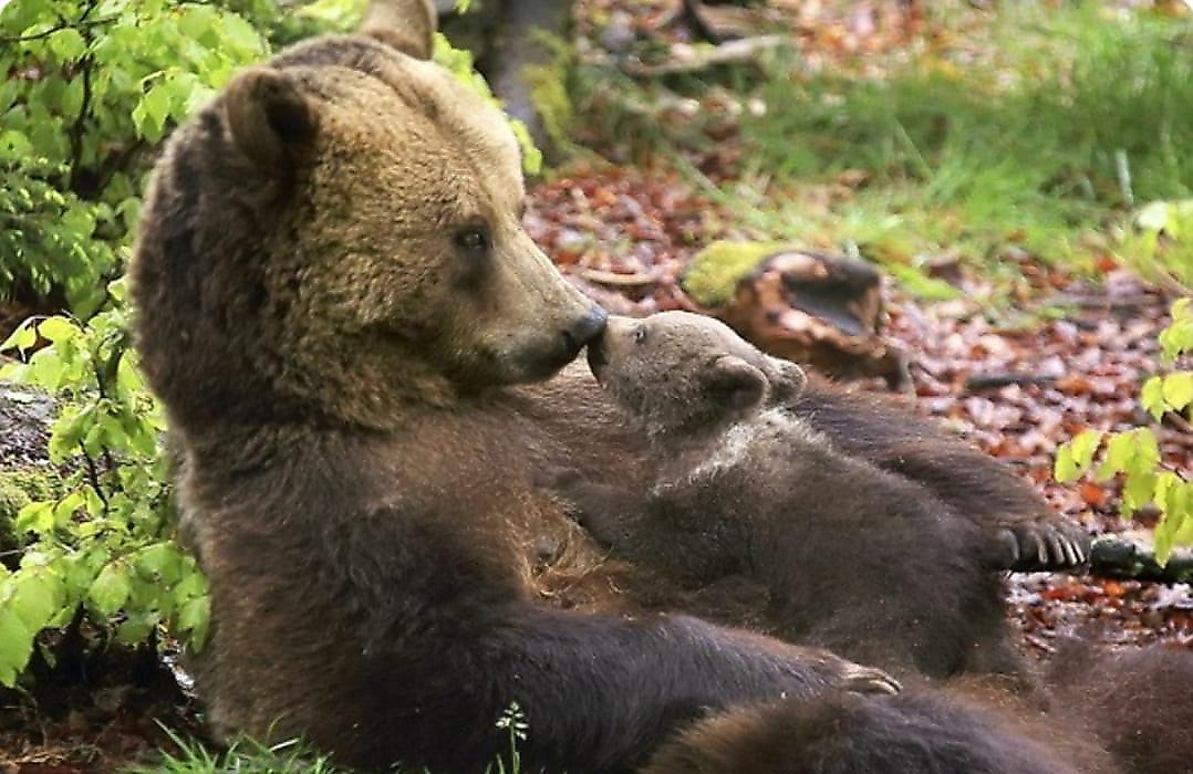 Забавная сцена преодоления холма медведицей с детёнышем попала на видео в США